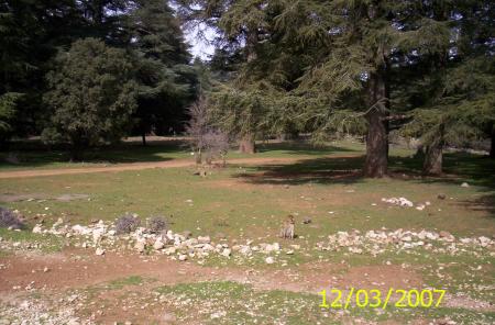 Forêt d'Azrou