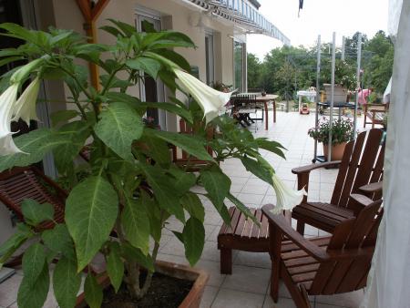 Le datura